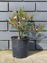 Load image into Gallery viewer, Chamelaucium 'Moonlight Delight'