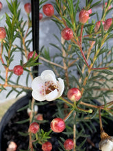 Load image into Gallery viewer, Chamelaucium 'Moonlight Delight'