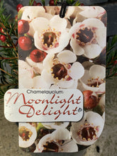 Load image into Gallery viewer, Chamelaucium 'Moonlight Delight'