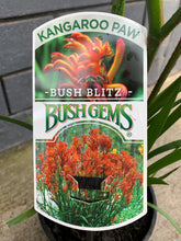 Load image into Gallery viewer, Anigozanthos 'Bush Blitz'