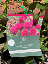 Load image into Gallery viewer, Rose - David Austin 'James L. Austin'