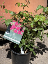 Load image into Gallery viewer, Rose - David Austin 'James L. Austin'