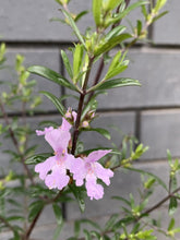 Load image into Gallery viewer, Westringia 'Violet Skies'