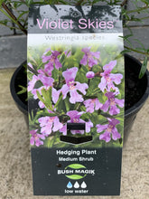 Load image into Gallery viewer, Westringia 'Violet Skies'