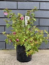 Load image into Gallery viewer, Thomasia brachystachys 'Cosy Corner'