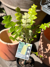 Load image into Gallery viewer, Banksia grandis