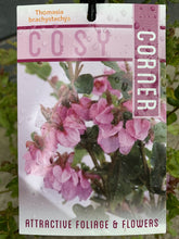 Load image into Gallery viewer, Thomasia brachystachys 'Cosy Corner'