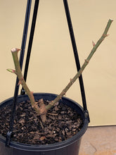 Load image into Gallery viewer, Rose - Climbing 'Quick Silver'