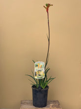 Load image into Gallery viewer, Anigozanthos 'Bush Tenacity'