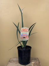 Load image into Gallery viewer, Anigozanthos 'Federation Flame'