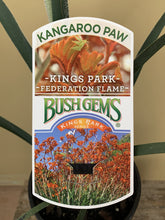 Load image into Gallery viewer, Anigozanthos 'Federation Flame'