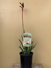 Load image into Gallery viewer, Anigozanthos 'Bush Dance'