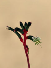Load image into Gallery viewer, Anigozanthos 'Bush Dance'