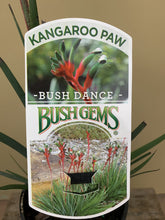 Load image into Gallery viewer, Anigozanthos 'Bush Dance'