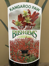 Load image into Gallery viewer, Anigozanthos 'Bush Fury'
