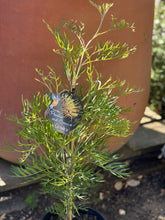 Load image into Gallery viewer, Grevillea 'Peaches and Cream'