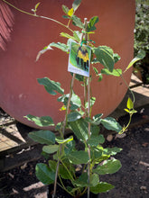 Load image into Gallery viewer, Kennedia nigricans
