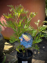 Load image into Gallery viewer, Grevillea 'Peaches and Cream'