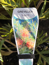 Load image into Gallery viewer, Grevillea 'Superb'