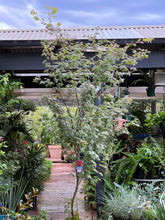 Load image into Gallery viewer, Acer palmatum