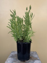 Load image into Gallery viewer, Lavender 'Pippa white'