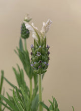 Load image into Gallery viewer, Lavender 'Pippa white'