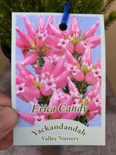 Load image into Gallery viewer, Erica 'Candy'