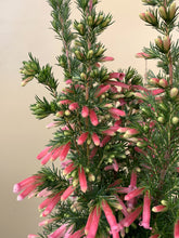 Load image into Gallery viewer, Erica 'Fanfare'