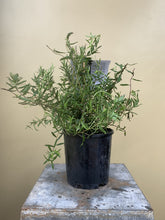 Load image into Gallery viewer, Billardiera variifolia