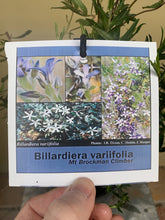 Load image into Gallery viewer, Billardiera variifolia
