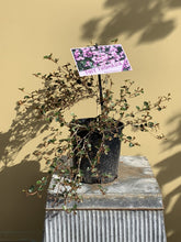 Load image into Gallery viewer, Thomasia pygmaea 'Tiny Thomasia'