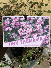 Load image into Gallery viewer, Thomasia pygmaea 'Tiny Thomasia'