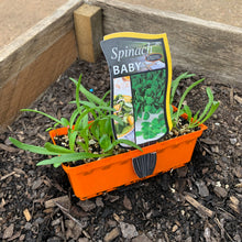 Load image into Gallery viewer, Spinach 'Baby'
