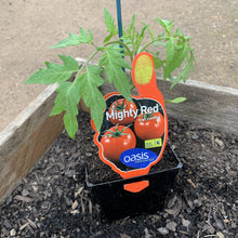 Load image into Gallery viewer, Tomato 'Mighty Red'