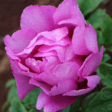 Load image into Gallery viewer, Itoh Peony 'Morning Lilac'