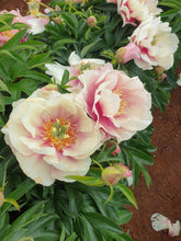 Load image into Gallery viewer, Itoh Peony 'Pastel Lilas'