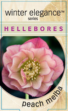Load image into Gallery viewer, Helleborus - Winter Elegance series 'Peach Melba'