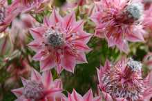 Load image into Gallery viewer, Serurria ‘Pretty n Pink’