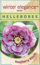 Load image into Gallery viewer, Helleborus - Winter Elegance series 'Raspberry Ripple'