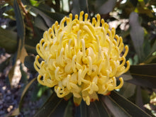 Load image into Gallery viewer, Telopea ‘Shady Lady’ Yellow
