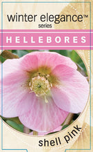 Load image into Gallery viewer, Helleborus - Winter Elegance series 'Shell Pink'