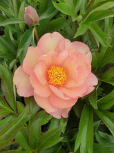 Load image into Gallery viewer, Itoh Peony 'Singing in the Rain'