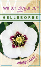 Load image into Gallery viewer, Helleborus - Winter Elegance series 'Winter Ruby'