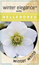 Load image into Gallery viewer, Helleborus - Winter Elegance series 'Winter White'