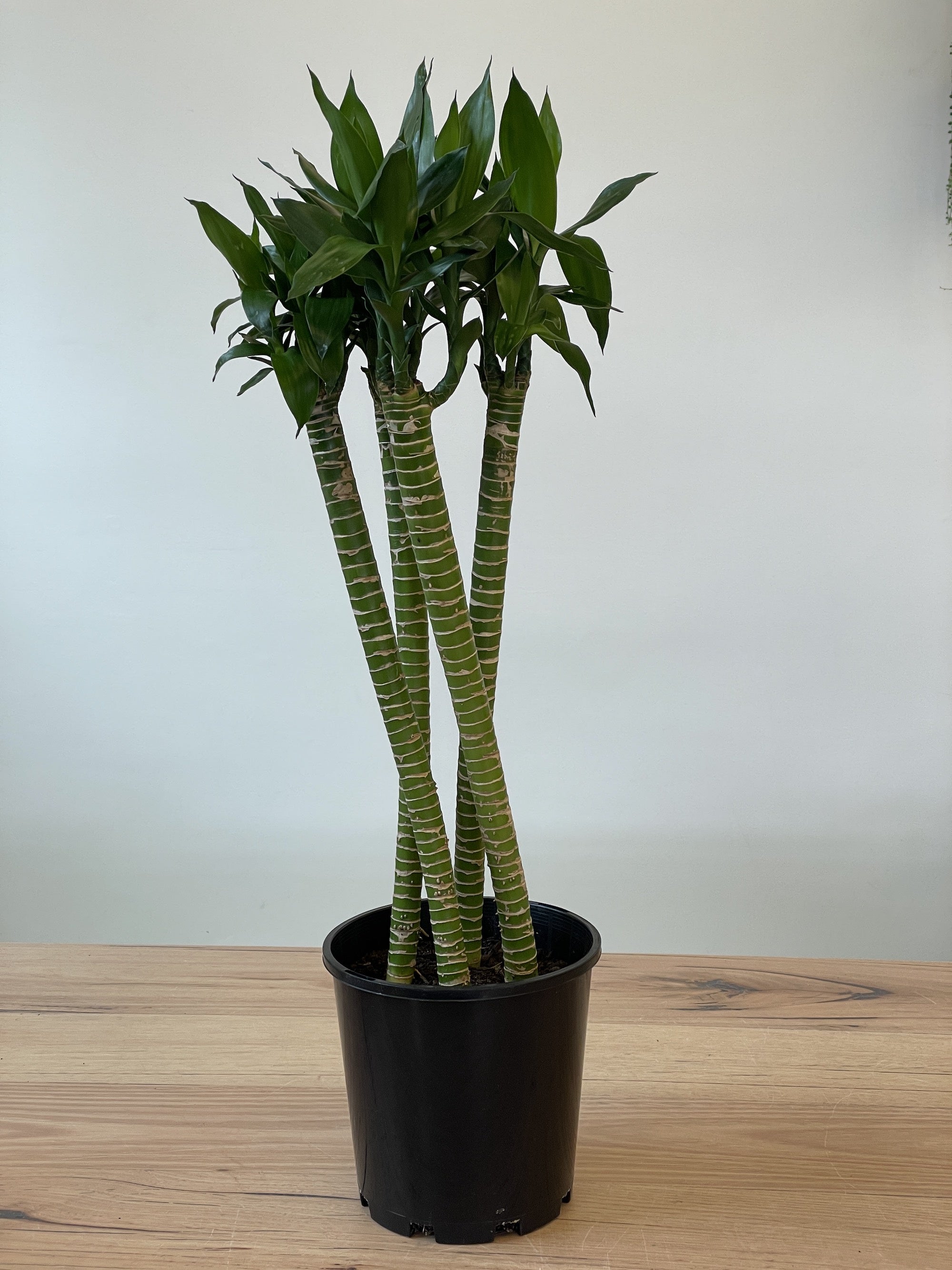 dracaena lotus bamboo Dracaena Lotus Bamboo