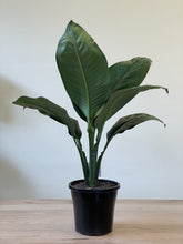 Load image into Gallery viewer, Spathiphyllum cochlearispathum 'Sensation'