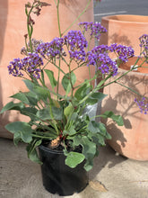 Load image into Gallery viewer, Limonium 'Perezii Blue'