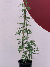 Load image into Gallery viewer, Pandorea 'Deep Pink Form'