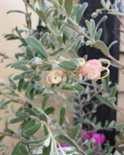 Load image into Gallery viewer, Grevillea 'Medika Marvel'