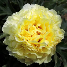 Load image into Gallery viewer, Itoh Peony 'Duchesse de Lorraine'